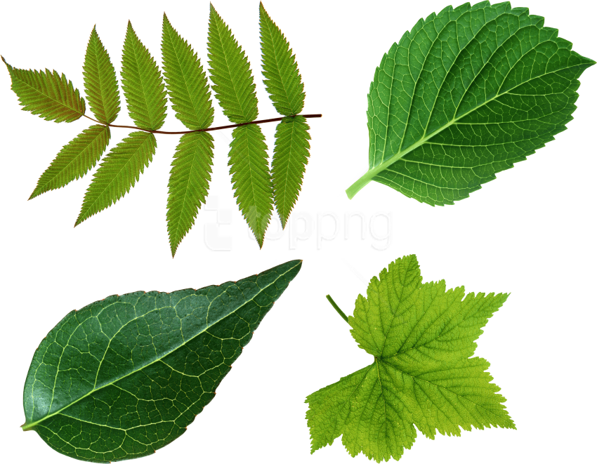 Leaft Png