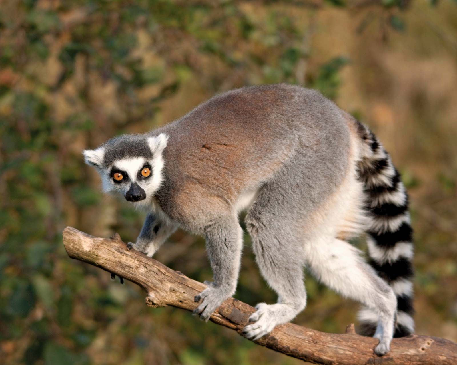 Lemur Pics