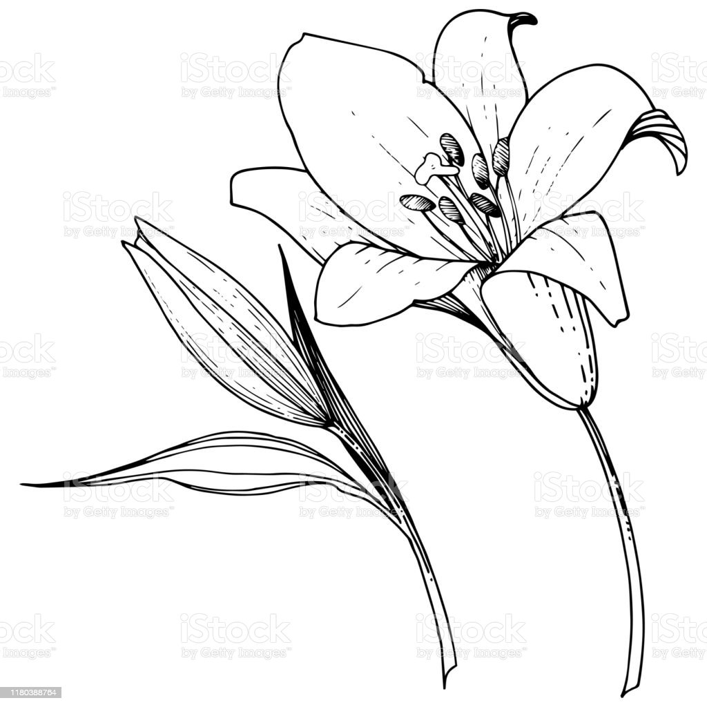 Logo Bunga Lily