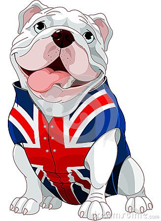 Lustige Bilder Englische Bulldogge