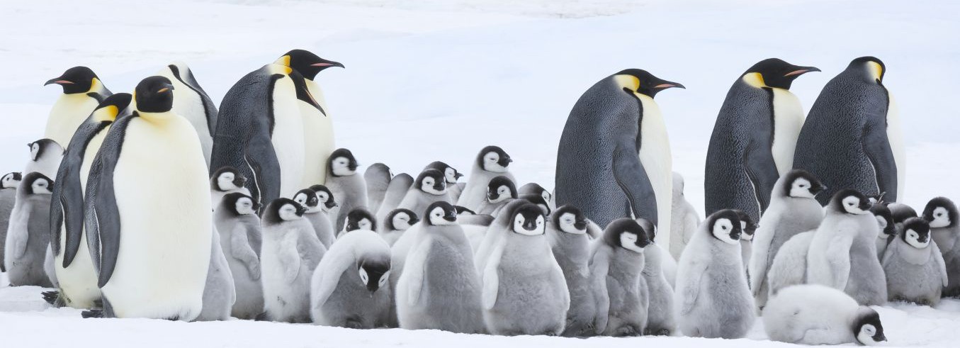 March Of The Penguins Torrent