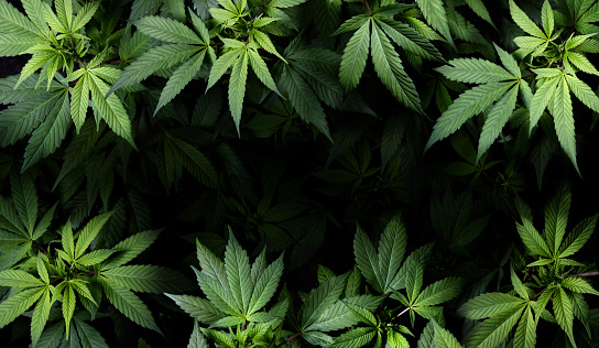 Marijuana Background Images