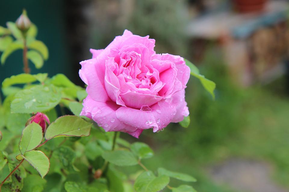 Mawar Pink Muda