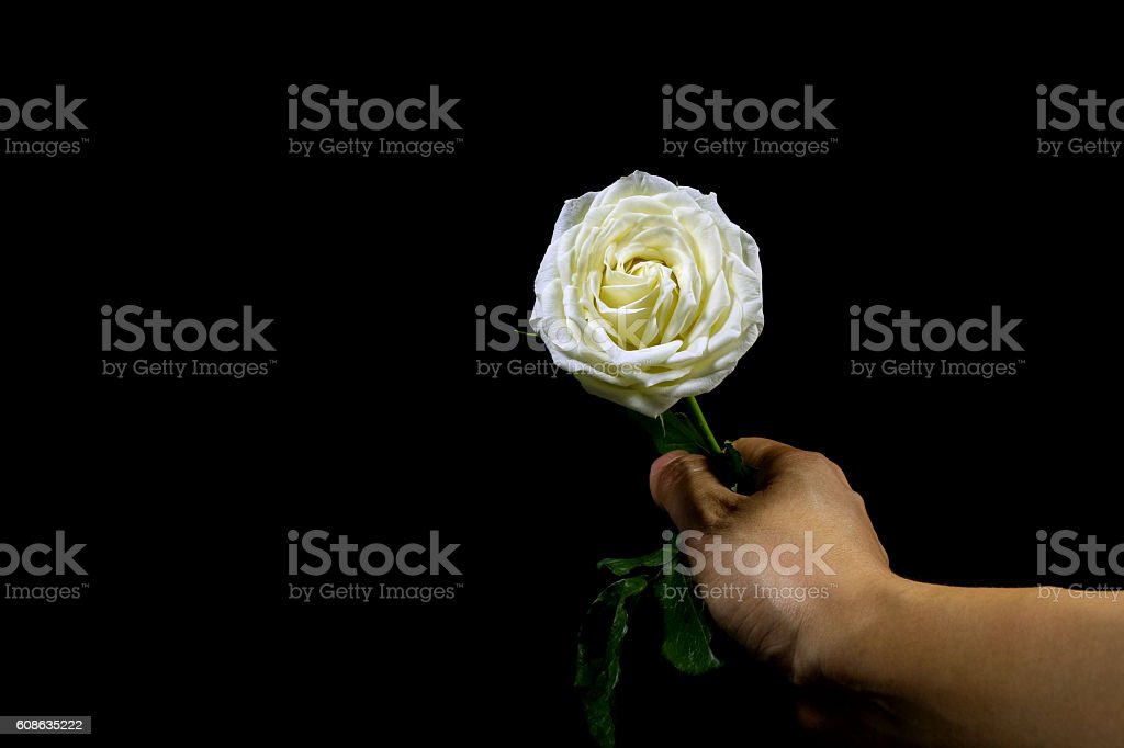Mawar Putih Di Tangan