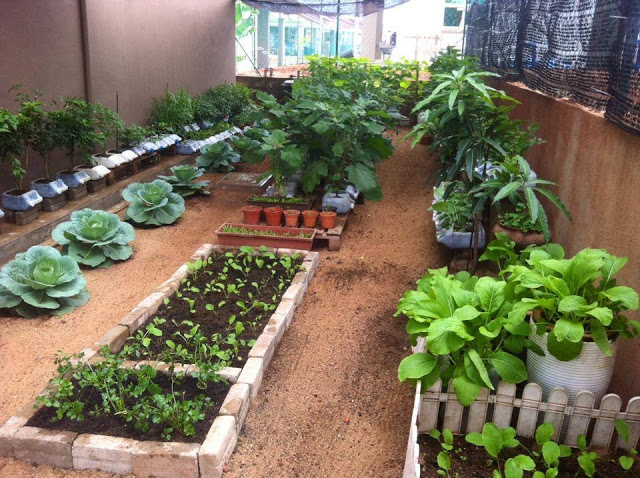 Membuat Kebun Sayur Di Pekarangan Rumah