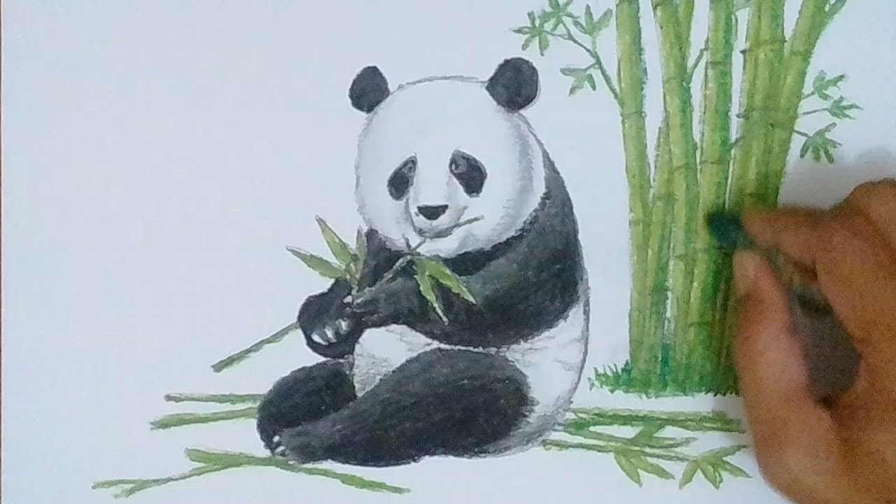 Mewarnai Gambar Panda Lucu