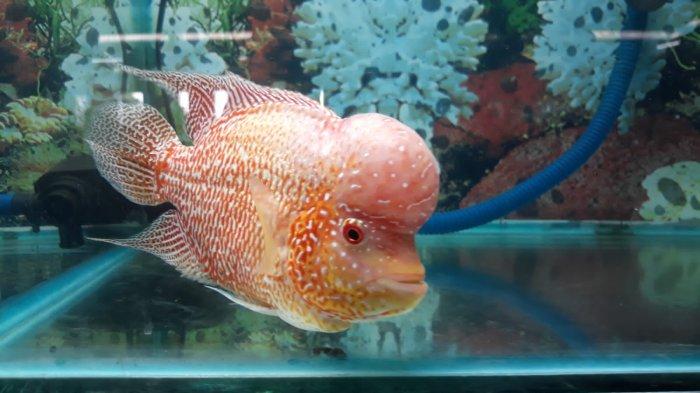 Mitos Aquarium Di Dalam Rumah