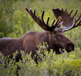 Moose And Elk Pictures