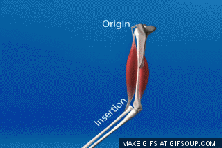 Muscle Contraction Gif