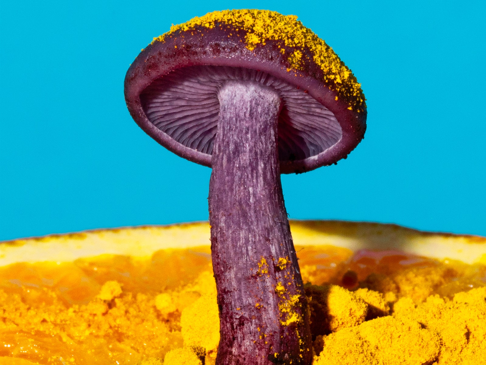Mushroom Pic