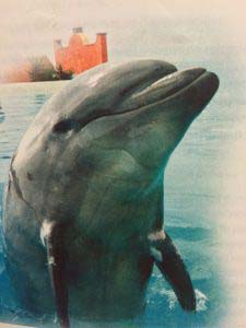 Needle Nosed Dolphin