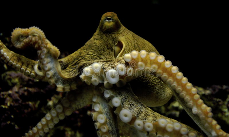 Octopus Pichers