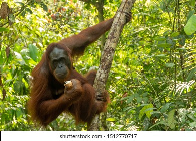 Orangutan Images Free