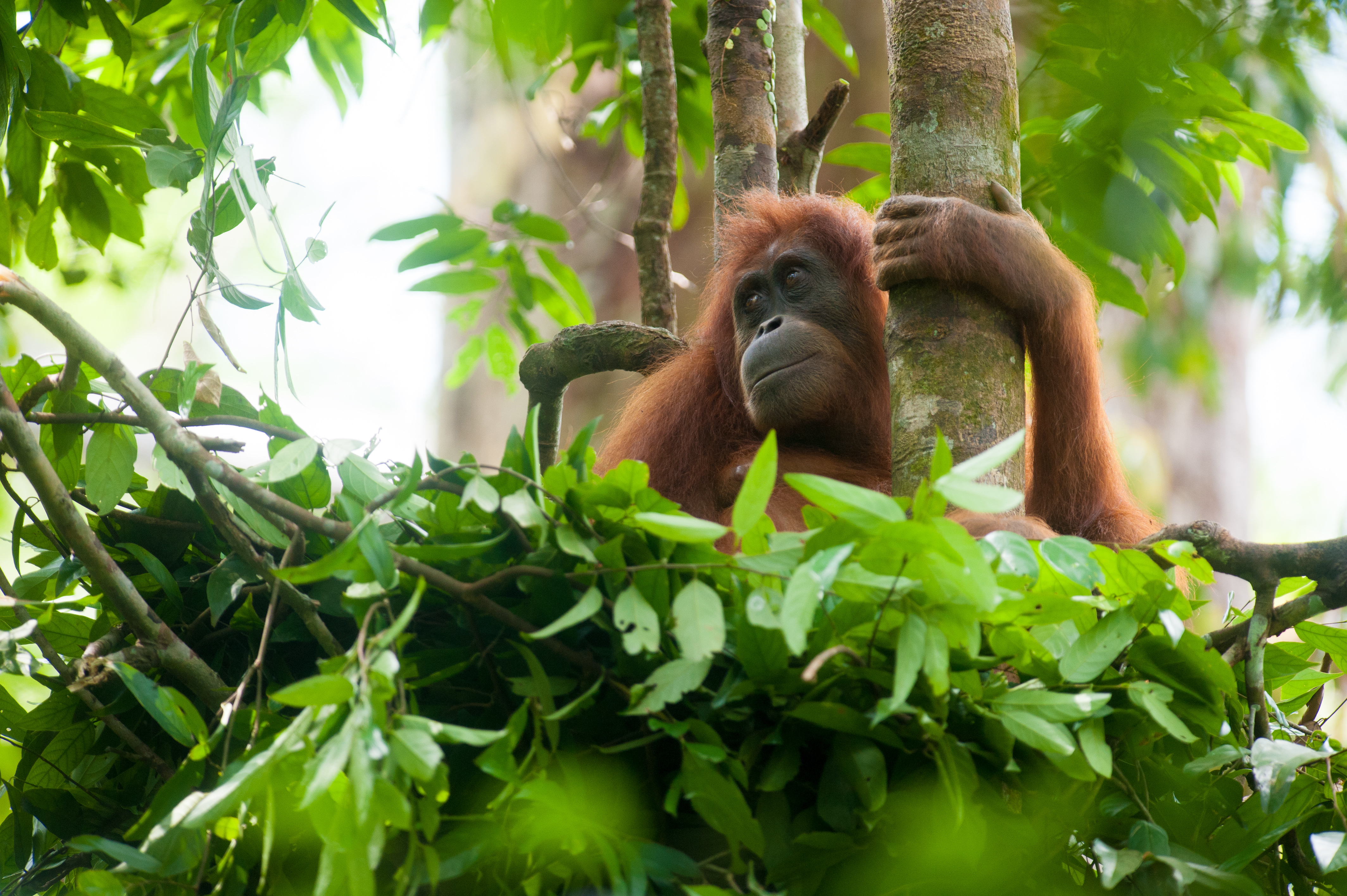 Orangutan Images