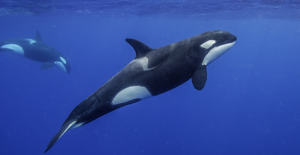 Orca Whale Images