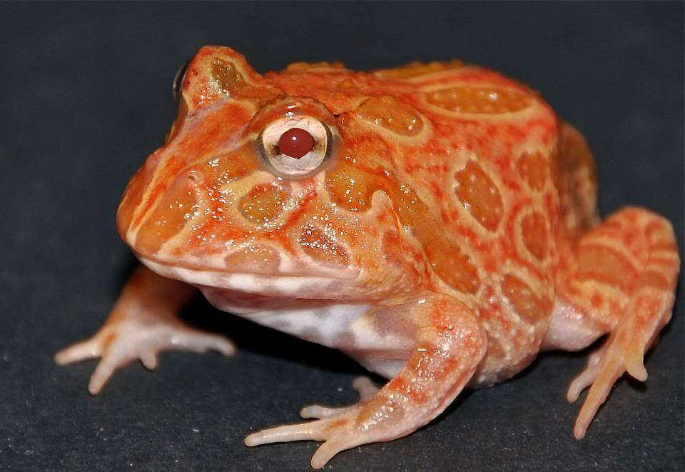 Pac Man Strawberry Frog