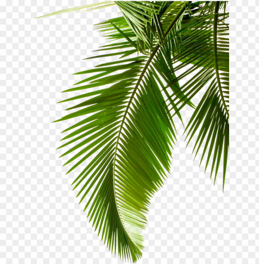 Palm Frond Png