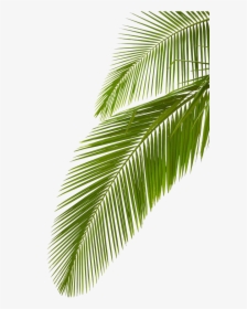 Palm Leaves Png