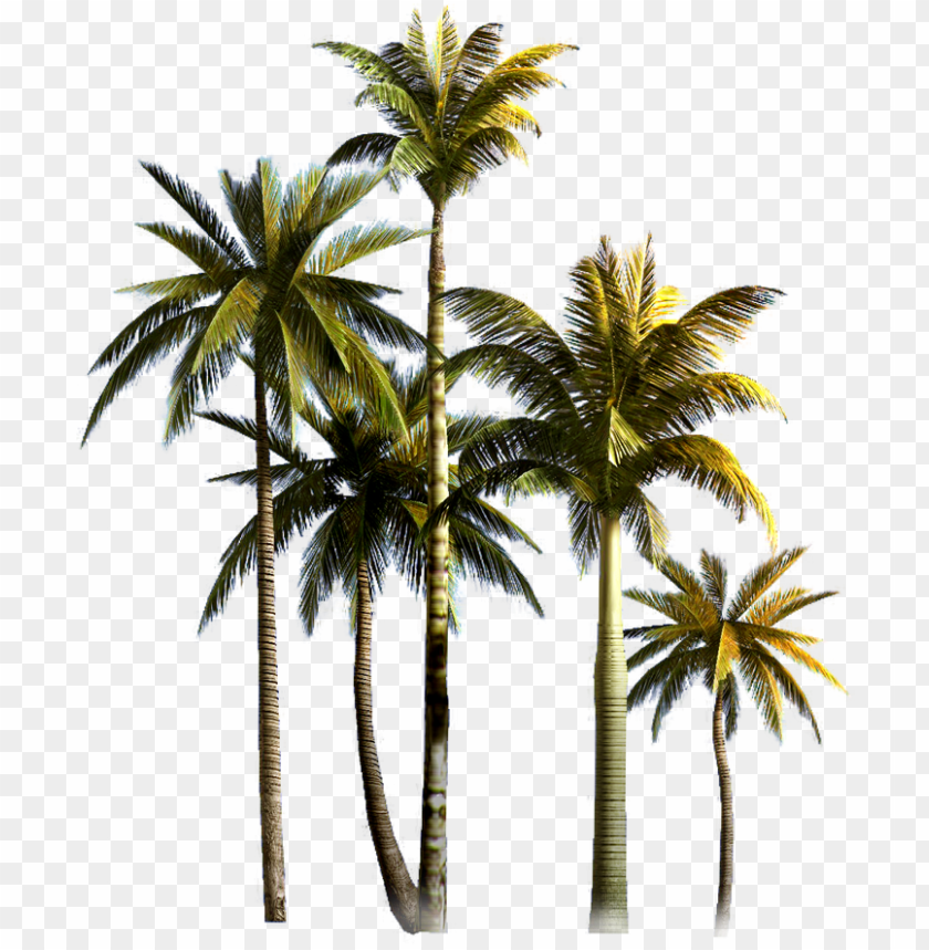 Palm Tree Background Png