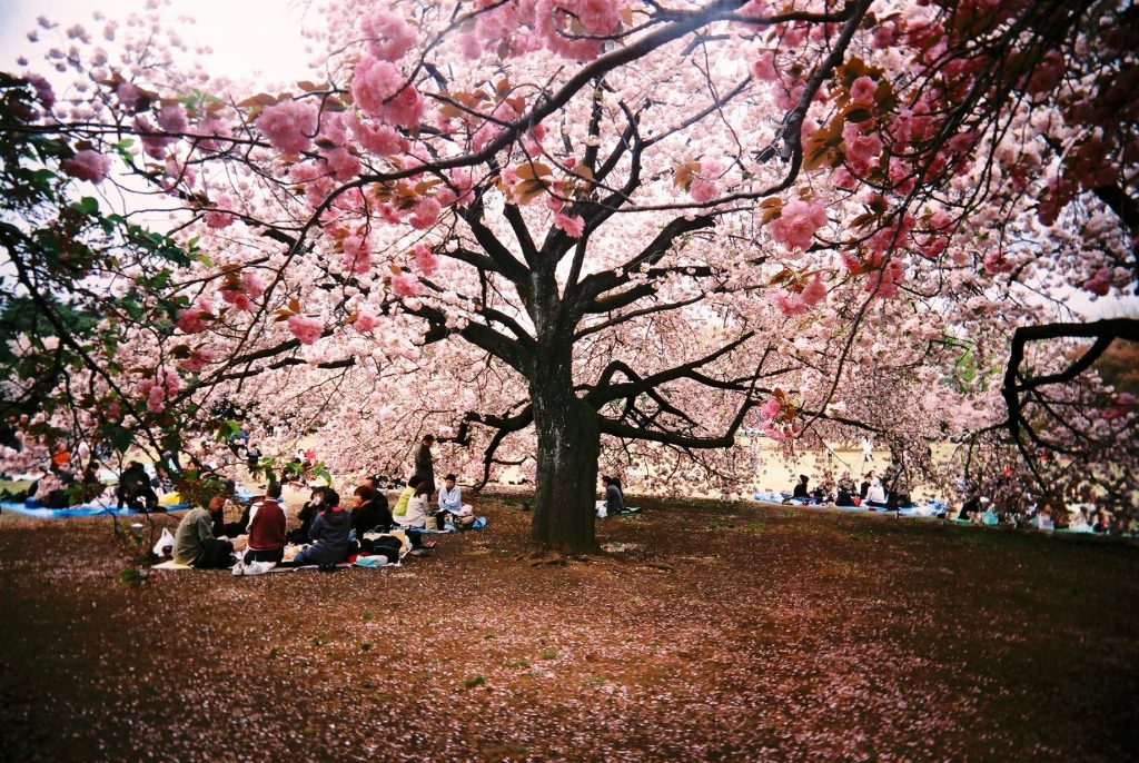 Pemandangan Jepang Bunga Sakura