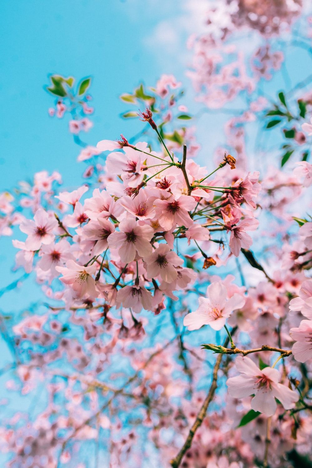 Perfect Cherry Blossom Download