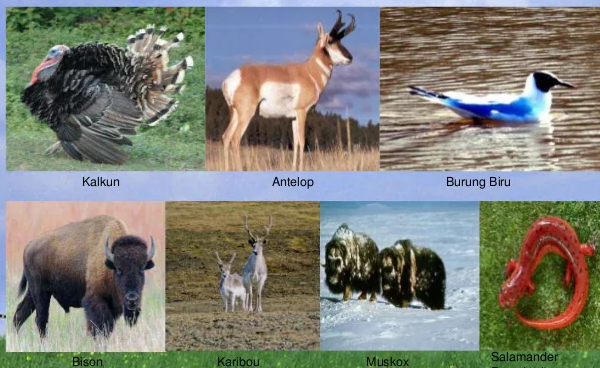 Persebaran Fauna Neartik