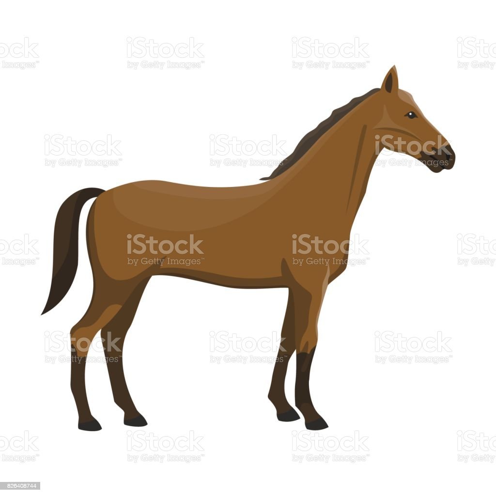 Pferd Von Der Seite