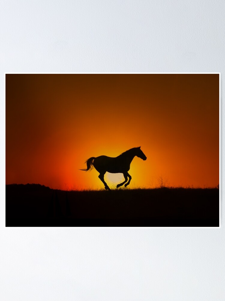 Pferde Bilder Sonnenuntergang