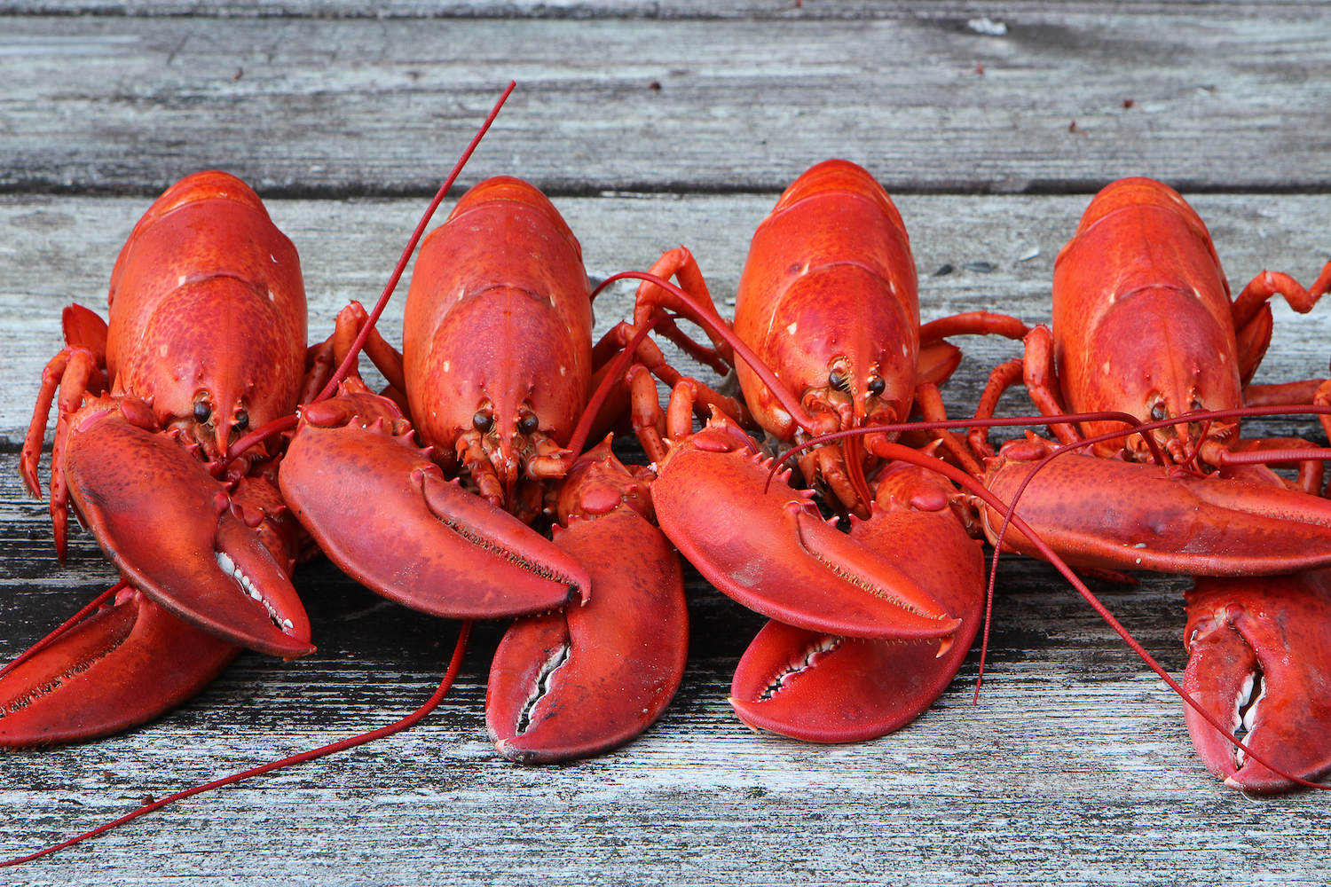 Photos Of Lobsters