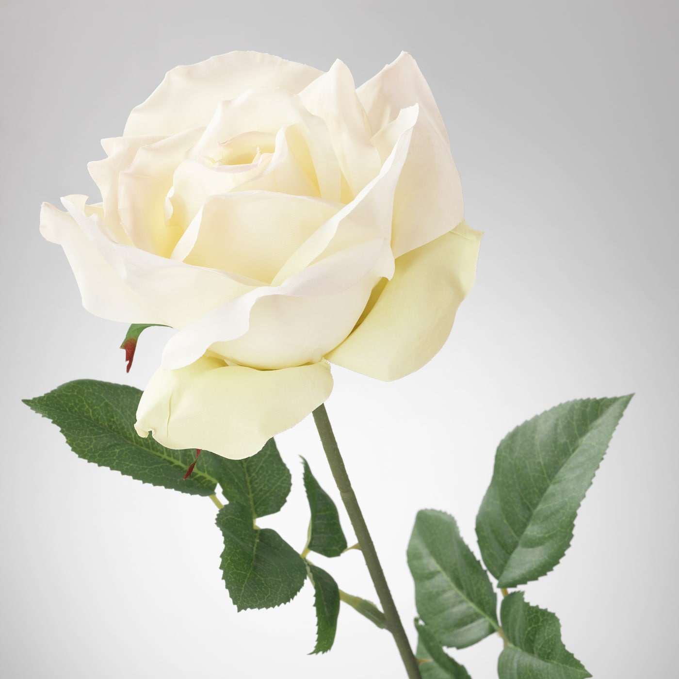 Photos Of White Roses