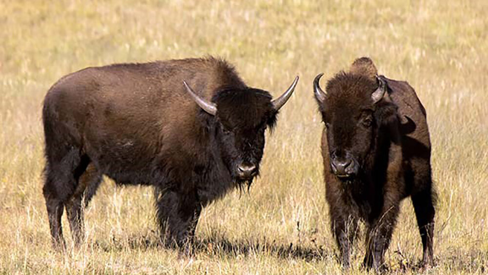 Pic Of A Bison