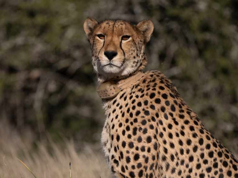 Pic Of A Cheetah