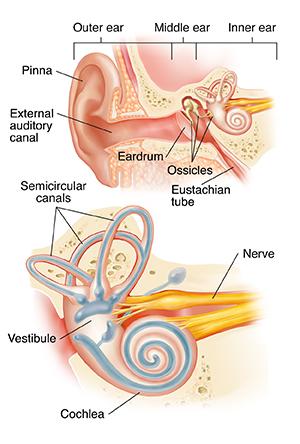 Pic Of Inner Ear