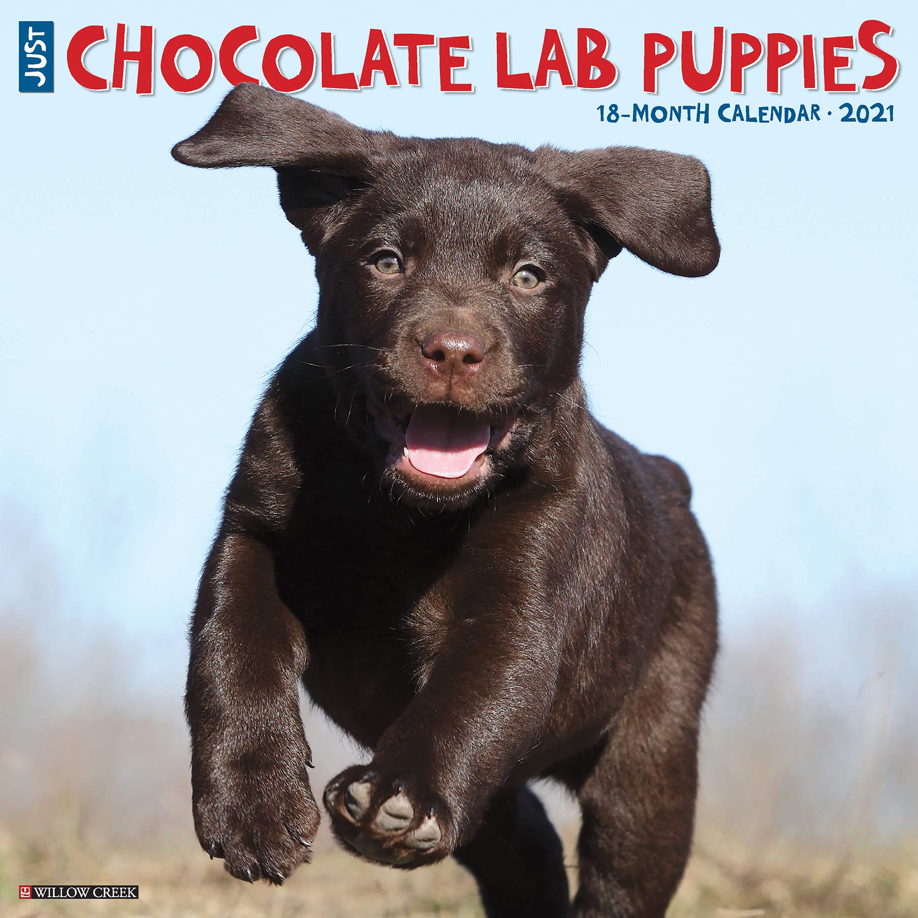 Pics Of Chocolate Lab Puppies