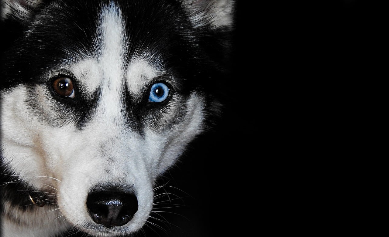 Picture Of A Husky