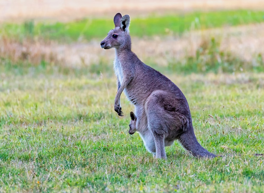 Picture Of A Kangaroo