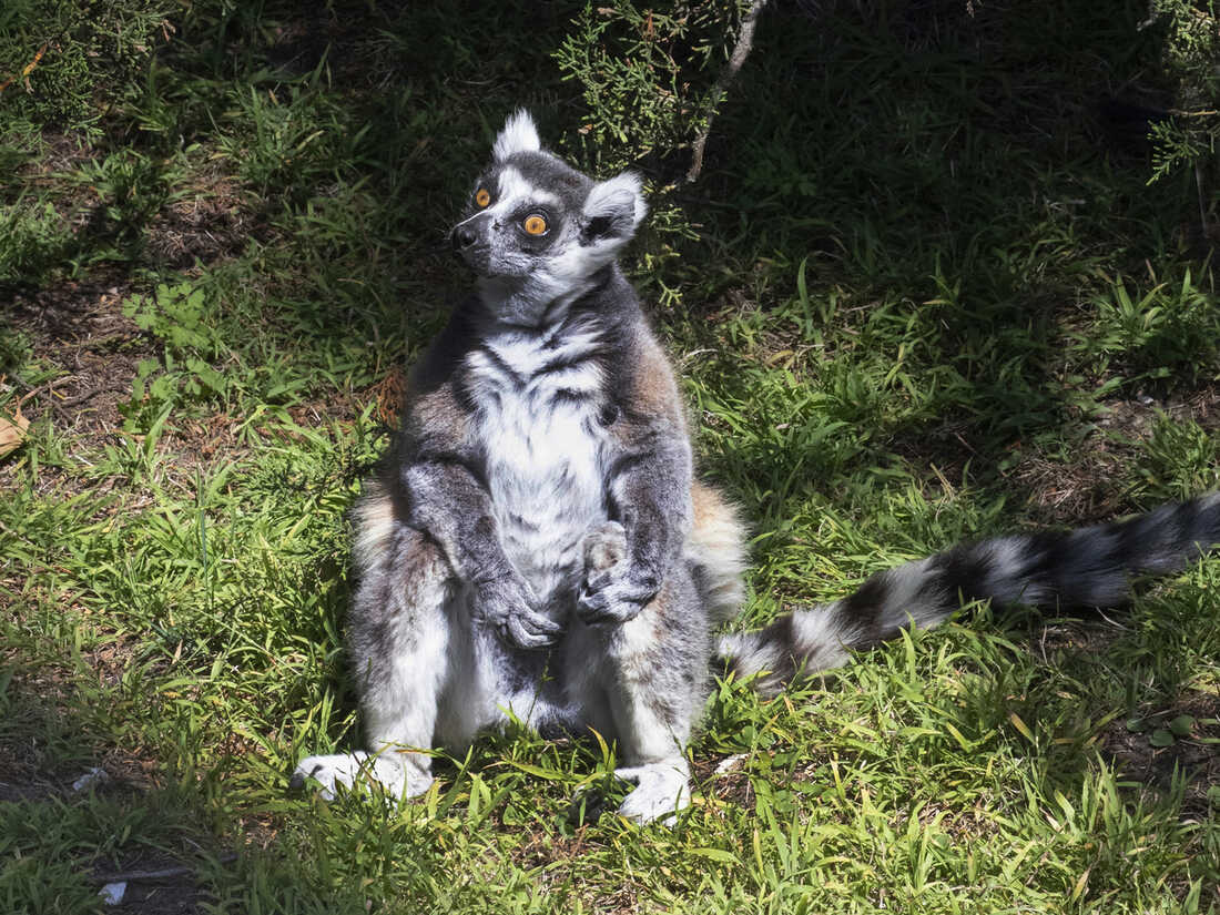 Picture Of A Lemur