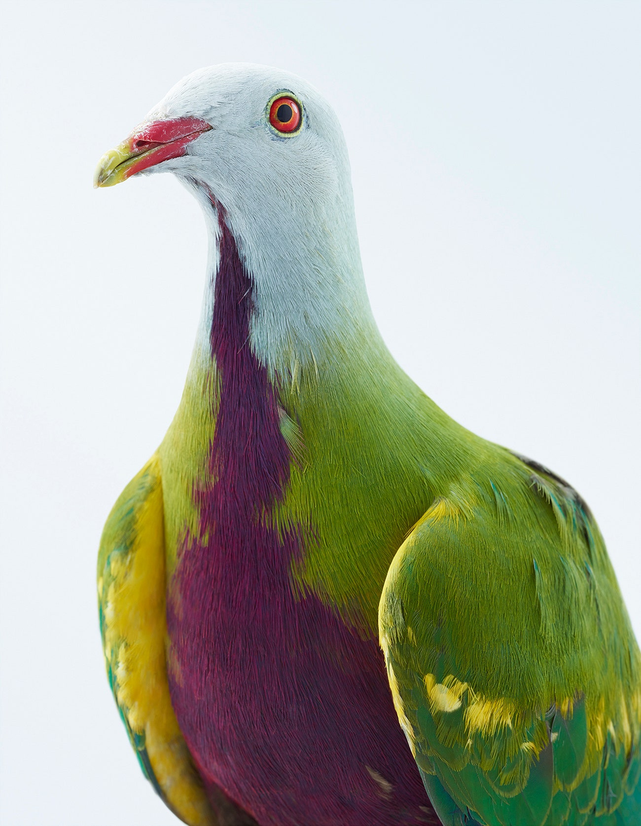 Picture Of A Pigeon Bird