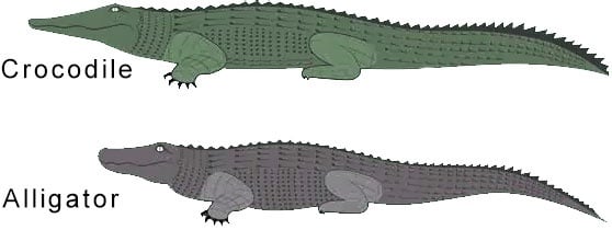 Picture Of Alligator And Crocodile