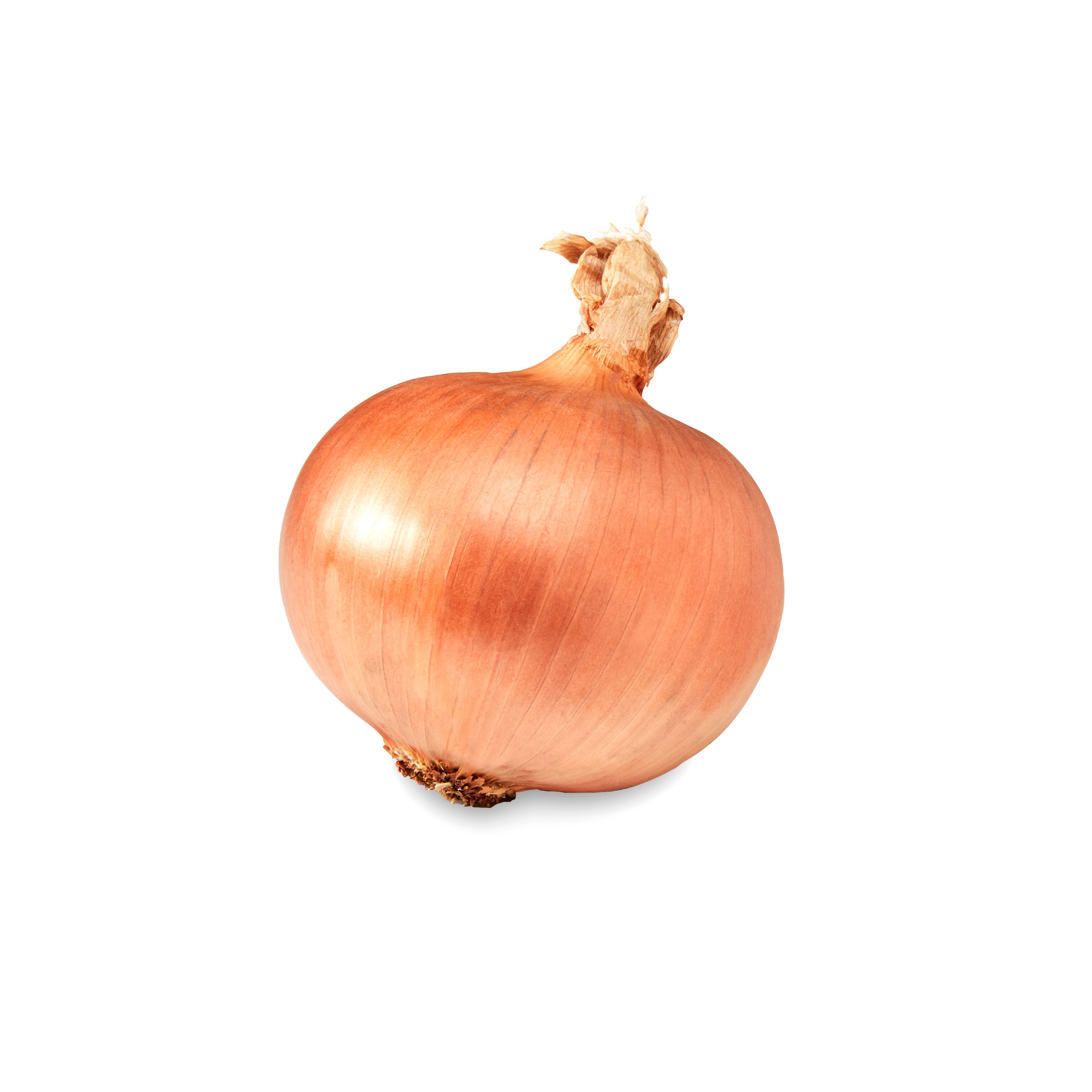 Picture Of An Onion