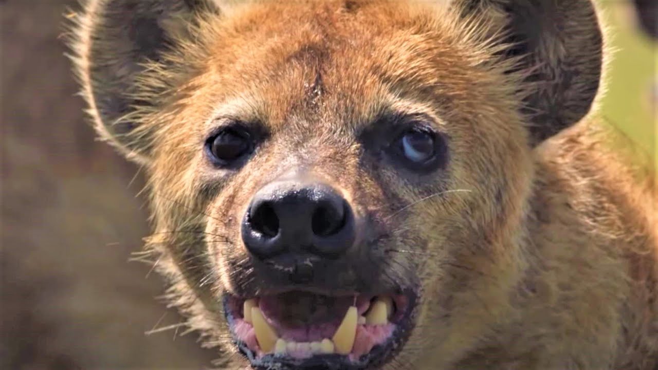 Picture Of Hyena