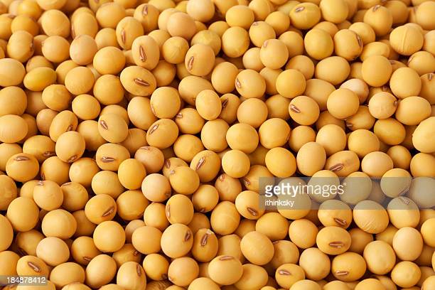 Picture Of Soybeans