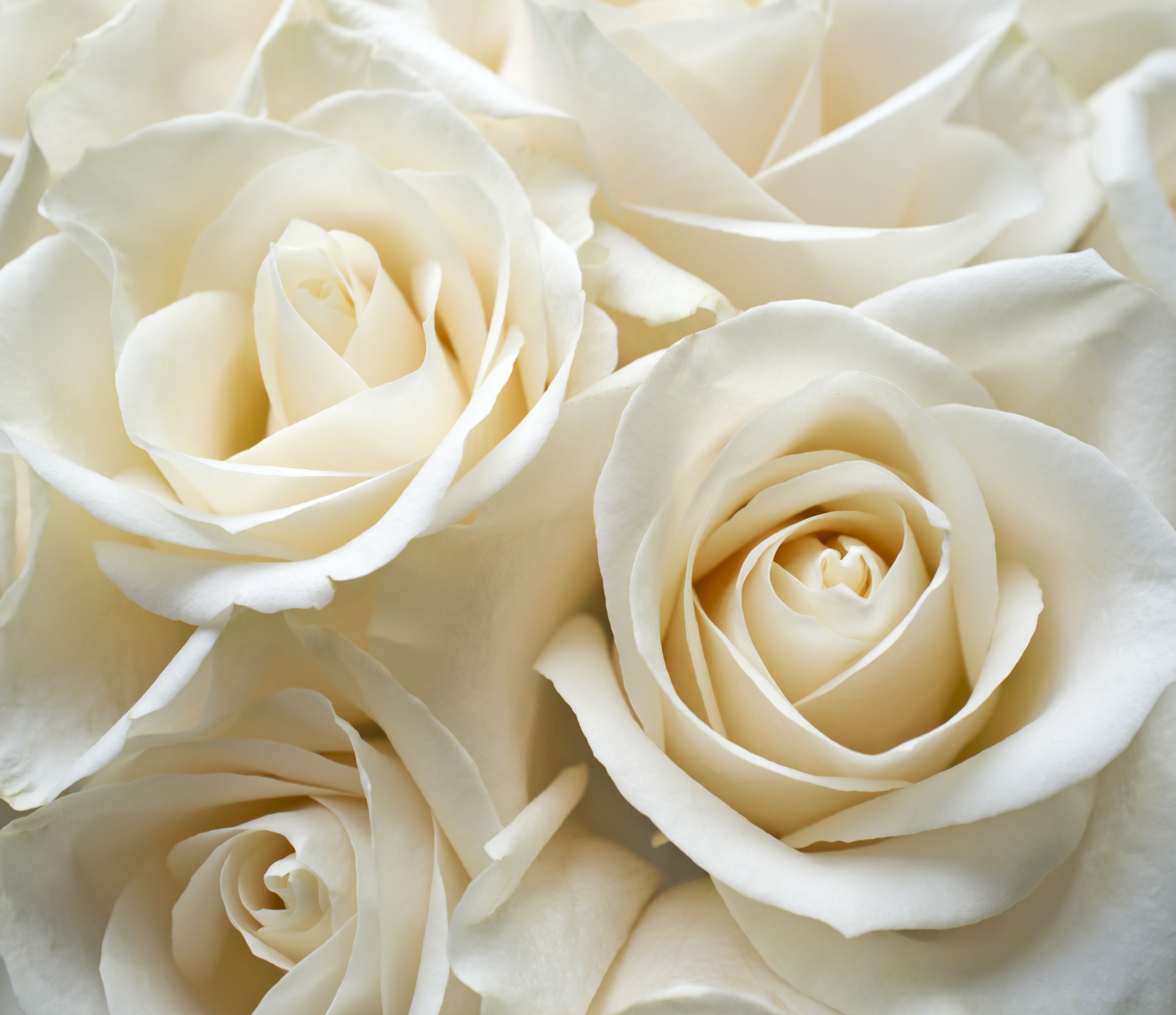 Picture Of White Rose