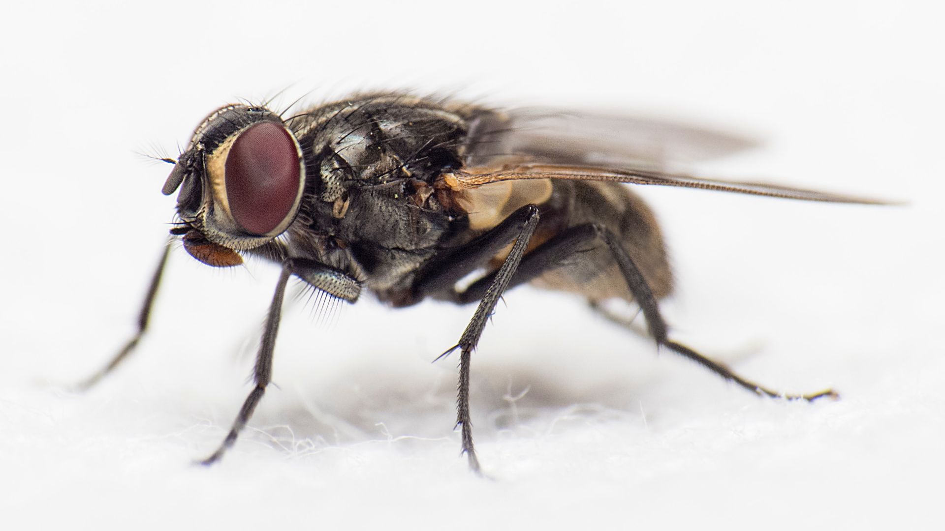 Pictures Of A Fly