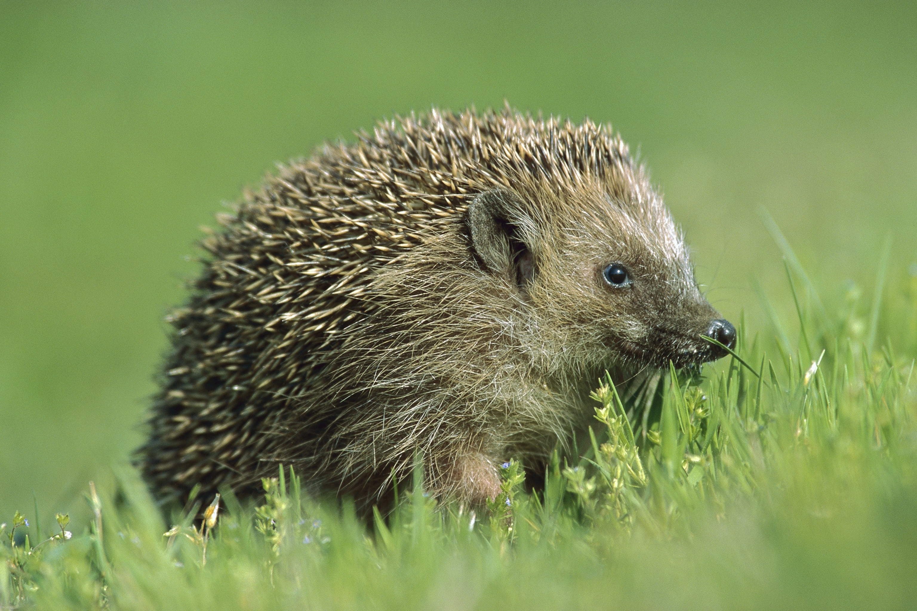 Pictures Of A Hedgehog