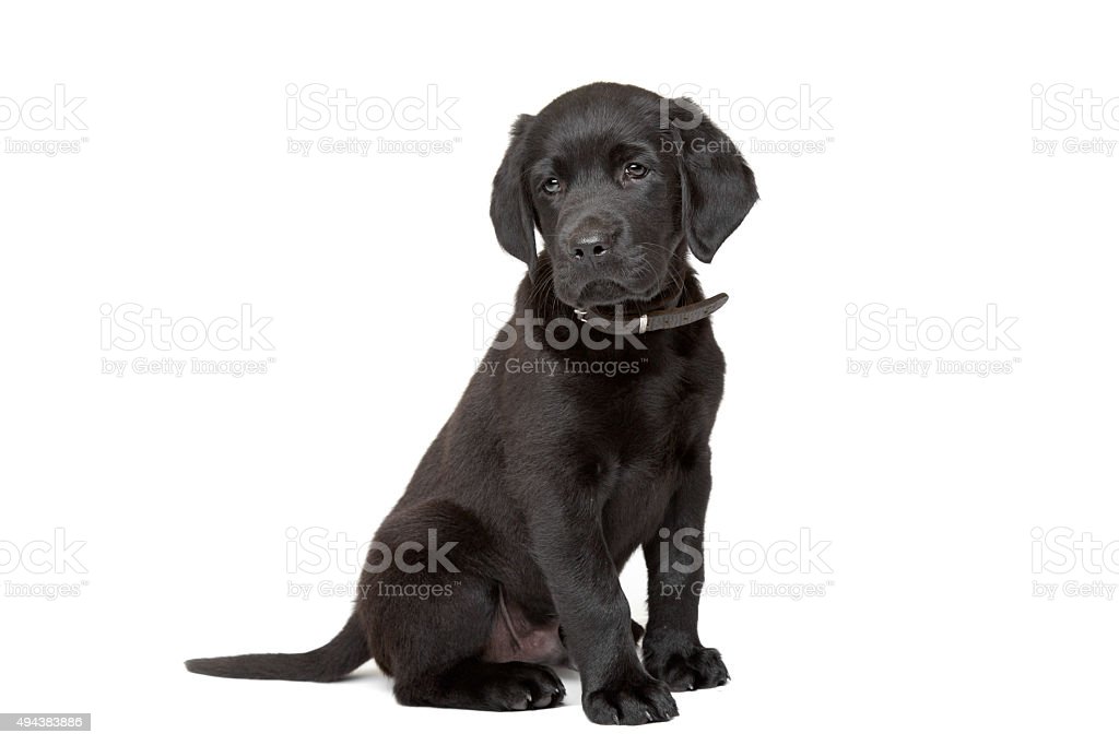 Pictures Of Black Lab Puppies