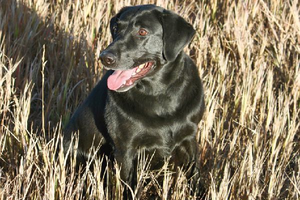 Pictures Of Black Labrador Dogs