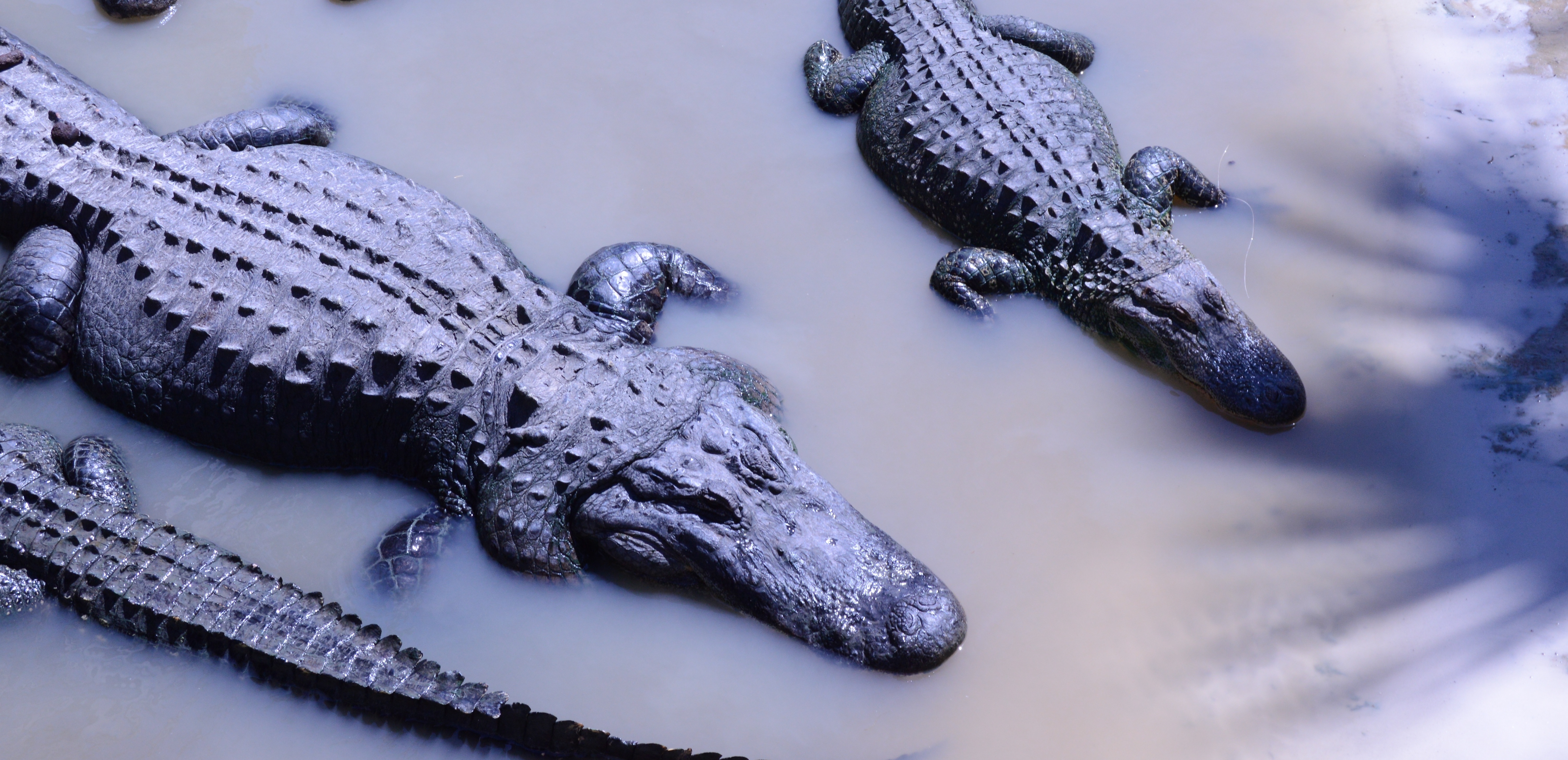 Pictures Of Crocodiles And Alligators