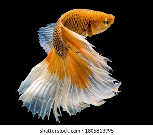 Pictures Of Gold Fish