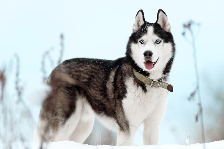 Pictures Of Husky Dog